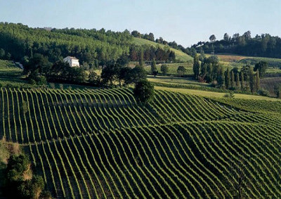 Vino: a 23 cantine delle Marche il “Medagliere del Verdicchio 2014”