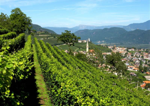 hofstatter-vini-trentino-marcopolonews