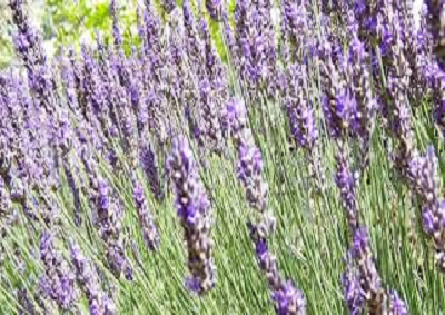 Al MIPAAF libro svela “La filiera delle piante officinali”