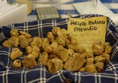 Tartufo bianco pregiato padrone alla fiera di S.Angelo in Vado