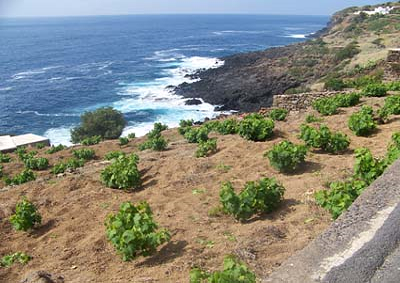 Primo sì Unesco per vite ad alberello di Pantelleria