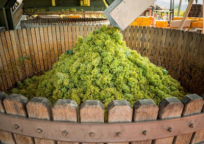 Vendemmia 2015, previsioni di un’ottima annata nel Veneto