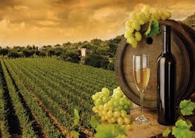 Vino: viti “nazionaliste”, ci sono differenze tra continenti