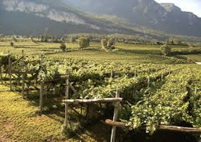 Autenticità e artigianalità delle vigne Trentine al Vinitaly