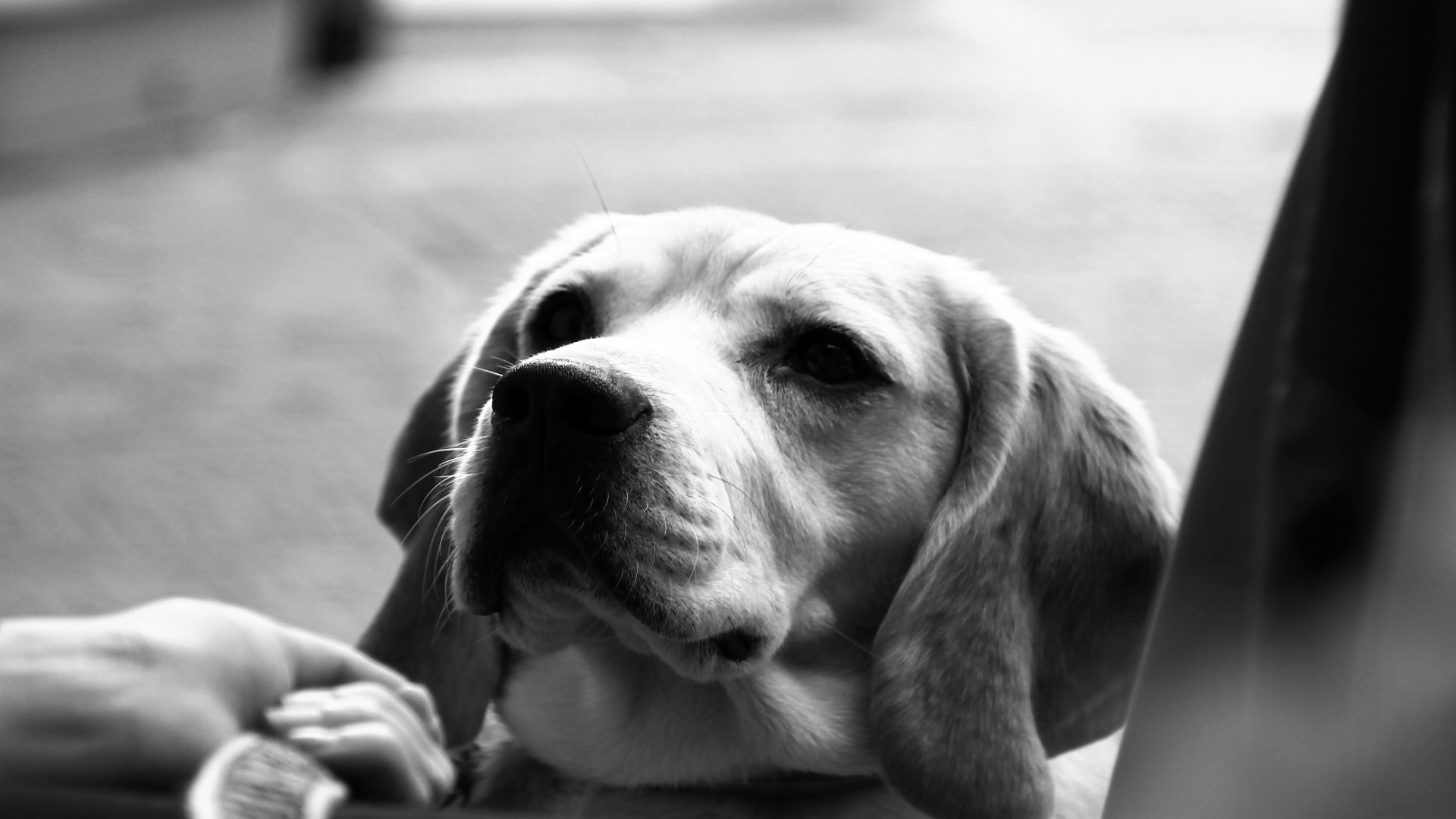Restaurants pet friendly in Dubai