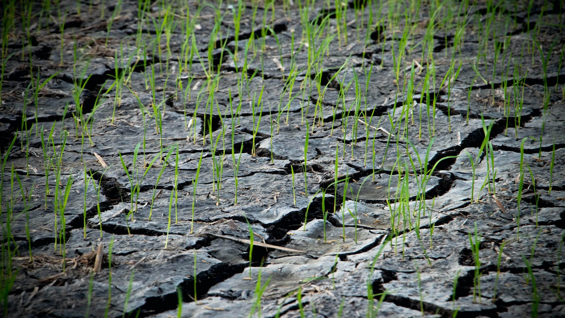Rice grown in the desert of Sharjah
