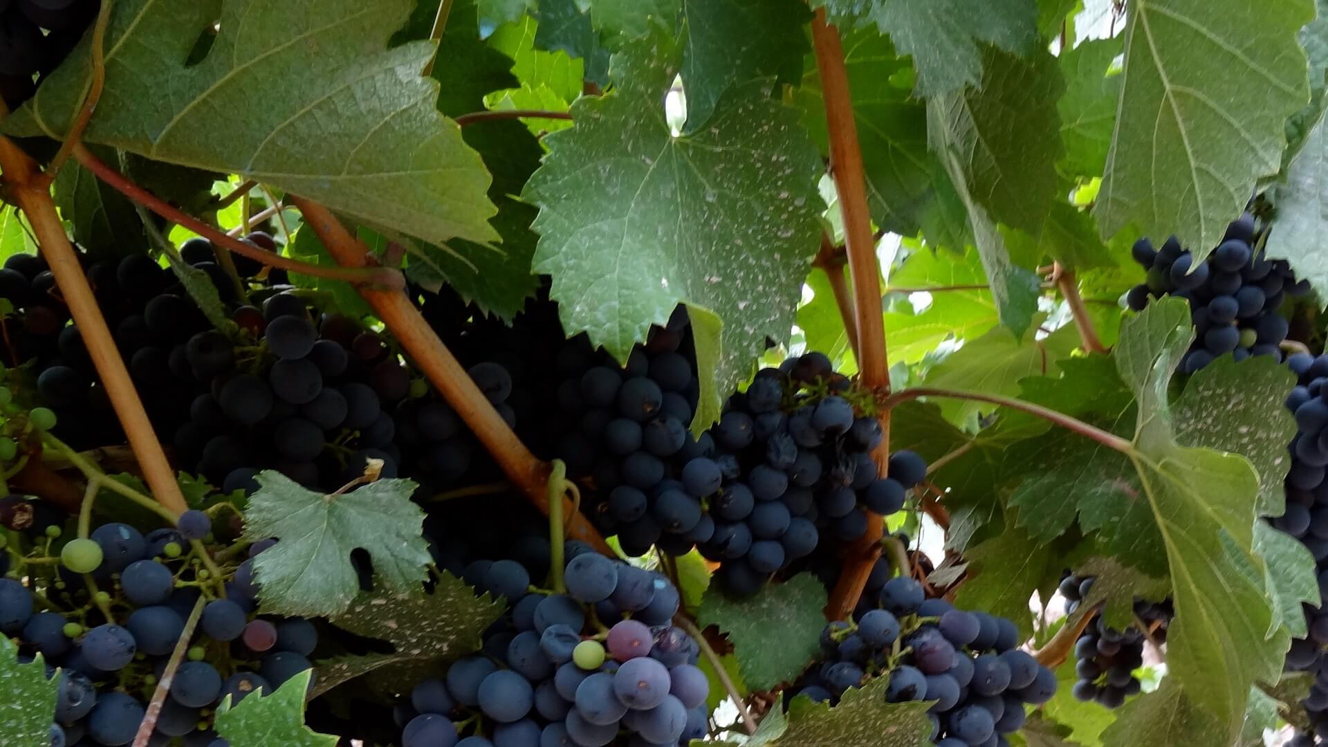 Ecoturismo e Donne del Vino: soste in camper con vista vigna