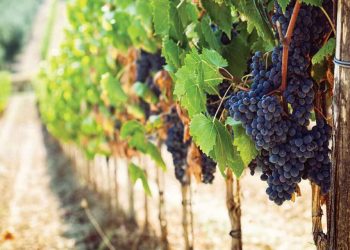 A Roma la presentazione della guida VINI D’ITALIA 2023 del Gambero Rosso