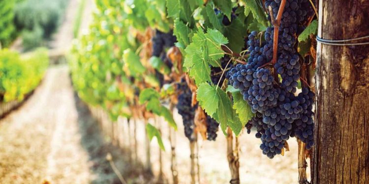 A Roma la presentazione della guida VINI D’ITALIA 2023 del Gambero Rosso