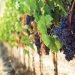 A Roma la presentazione della guida VINI D’ITALIA 2023 del Gambero Rosso